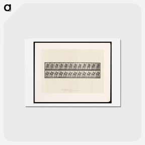 アートポストカード-Bareback Rider
 - エドワード マイブリッジ Postcard.