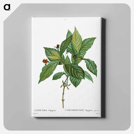 アートパネル-Alpine honeysuckle - ピエール ジョゼフ ルドゥーテ Canvas.