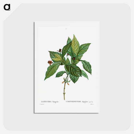 アートポストカード-Alpine honeysuckle - ピエール ジョゼフ ルドゥーテ Postcard.