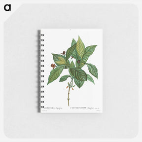 アートメモ帳-Alpine honeysuckle - ピエール ジョゼフ ルドゥーテ Memo.