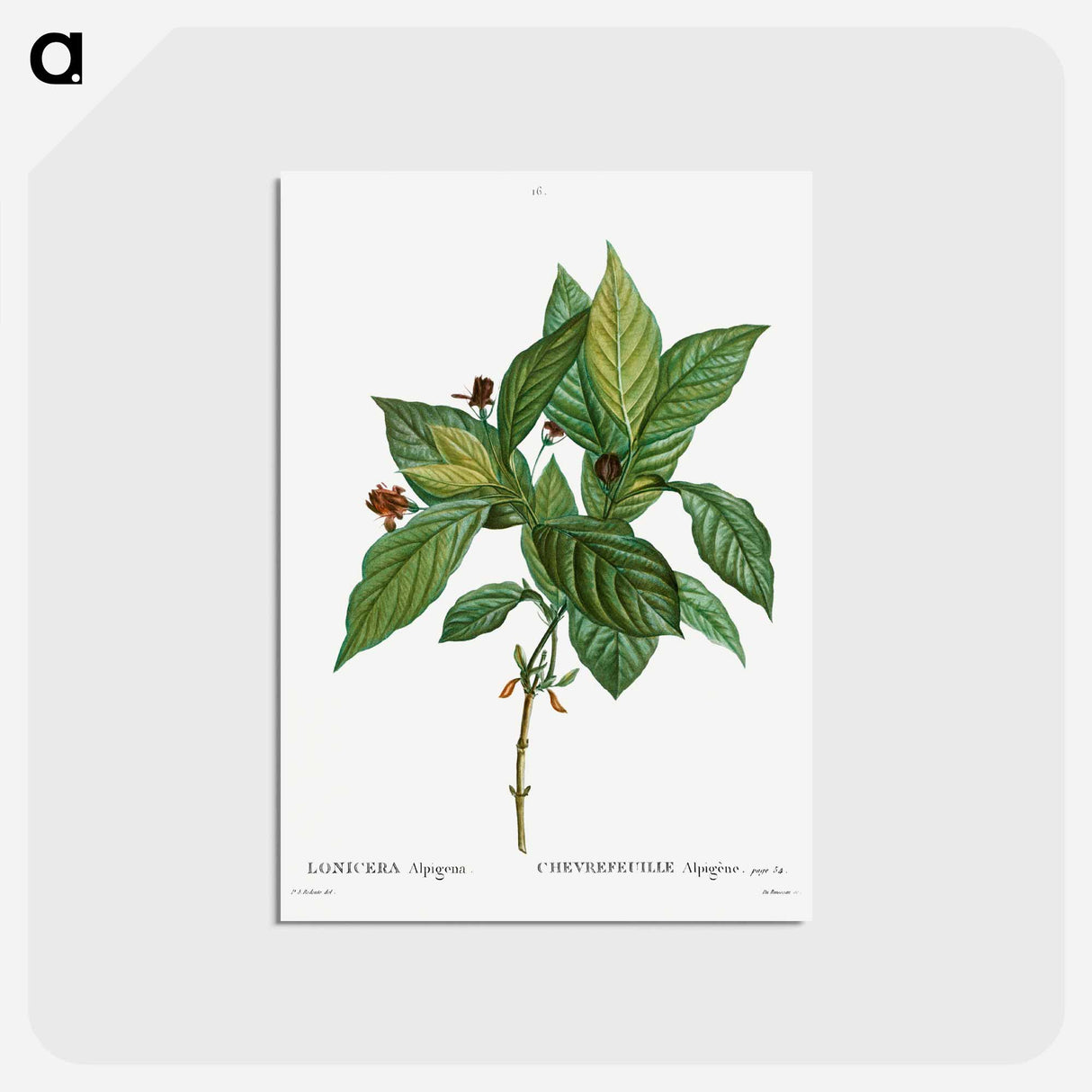 アートポストカード-Alpine honeysuckle - ピエール ジョゼフ ルドゥーテ Postcard.