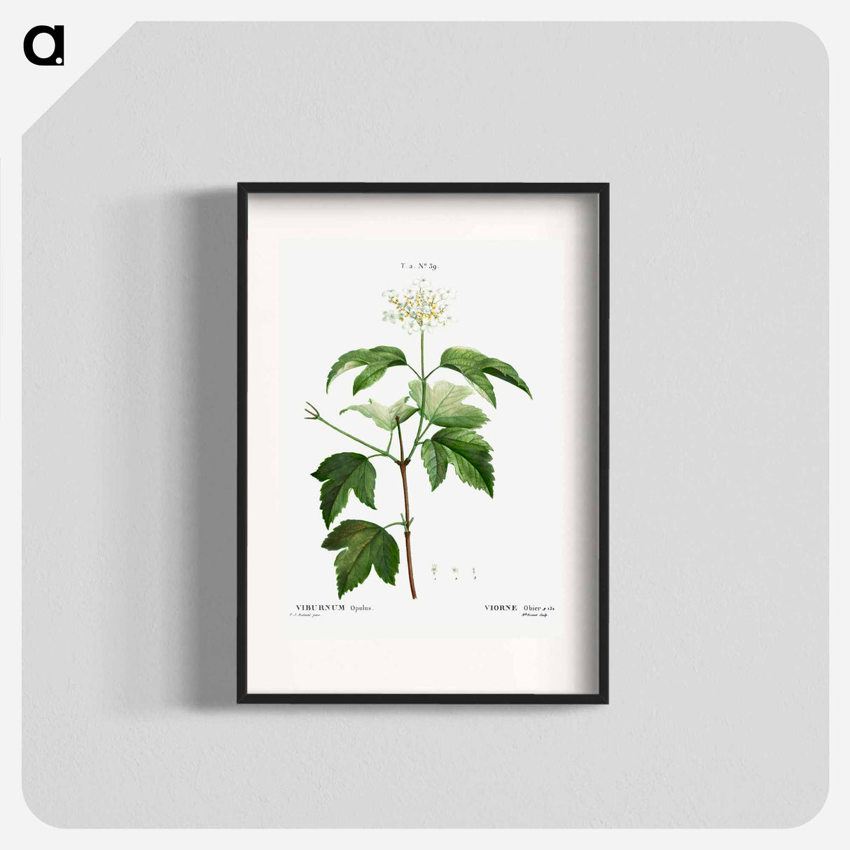Guelder-rose (Viburnum opulus) - Pierre-Joseph Redouté Poster.