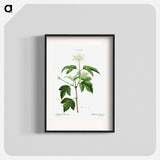 Guelder-rose (Viburnum opulus) - Pierre-Joseph Redouté Poster.