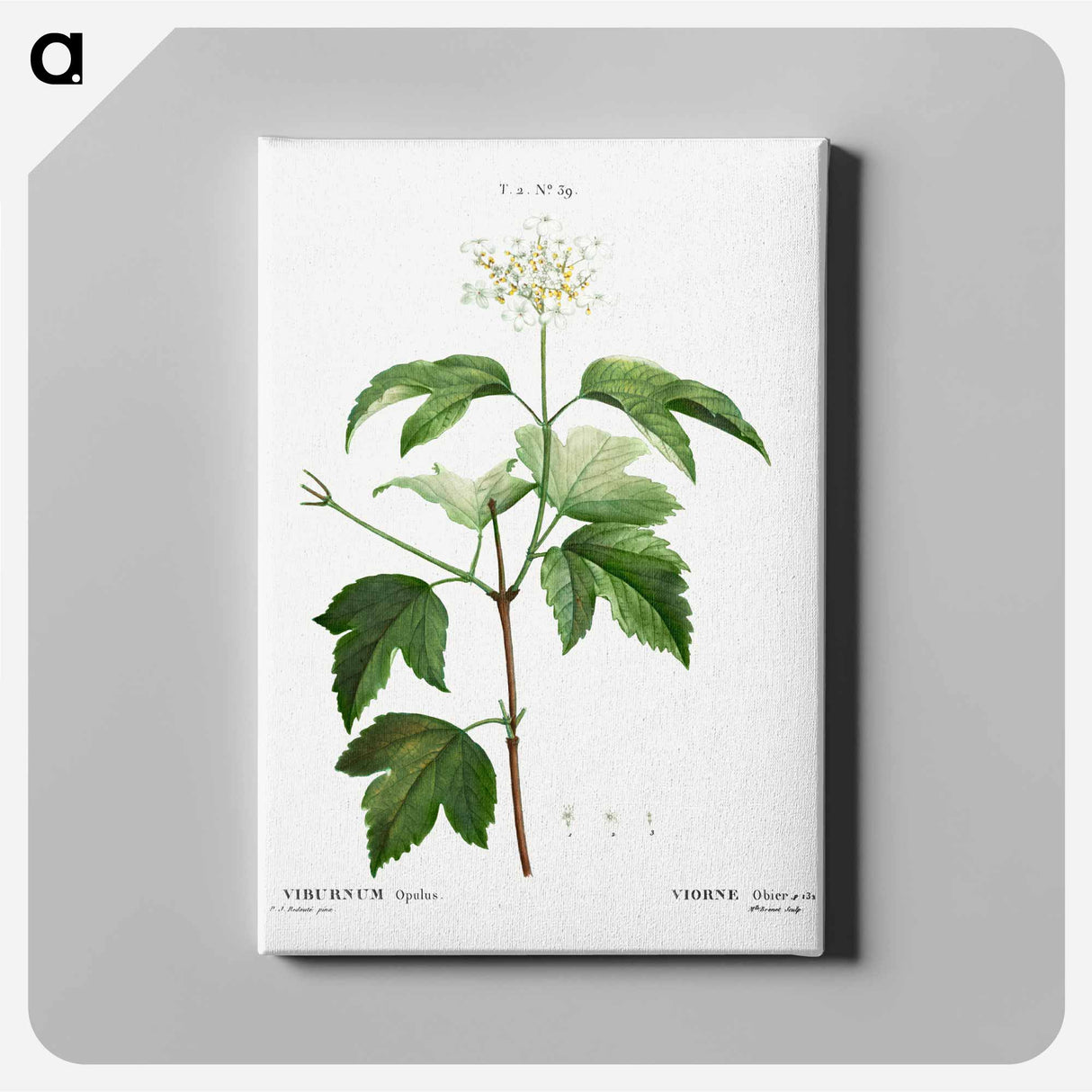 アートパネル-Guelder-rose (Viburnum opulus) - ピエール ジョゼフ ルドゥーテ Canvas.