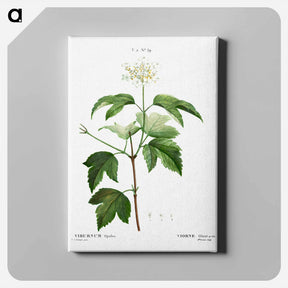 アートパネル-Guelder-rose (Viburnum opulus) - ピエール ジョゼフ ルドゥーテ Canvas.