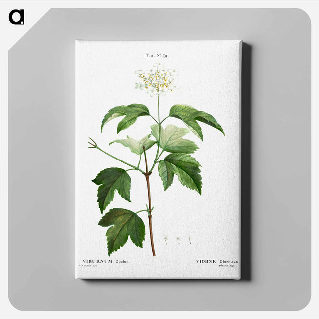 アートパネル-Guelder-rose (Viburnum opulus) - ピエール ジョゼフ ルドゥーテ Canvas.