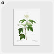 アートポストカード-Guelder-rose (Viburnum opulus) - ピエール ジョゼフ ルドゥーテ Postcard.