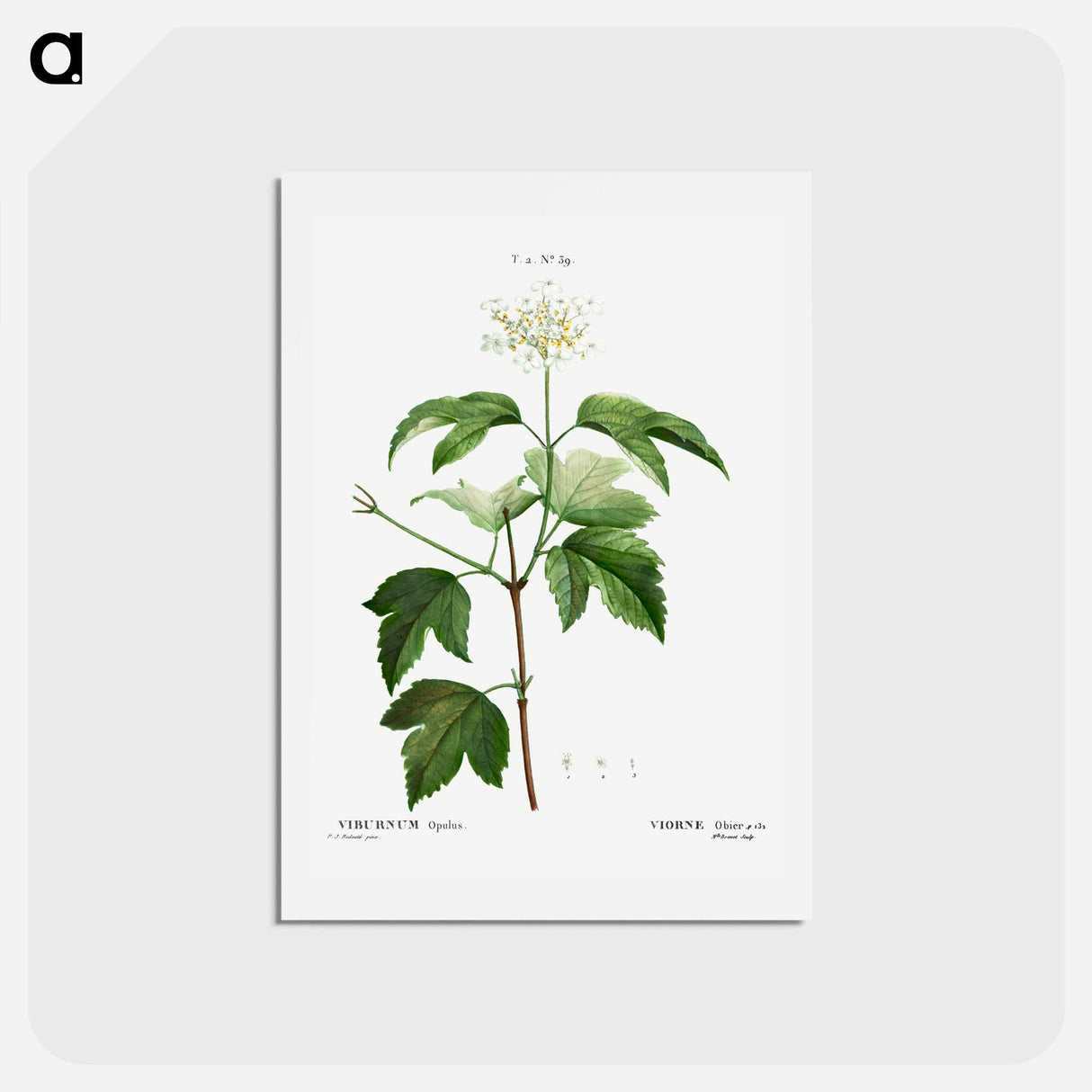 アートポストカード-Guelder-rose (Viburnum opulus) - ピエール ジョゼフ ルドゥーテ Postcard.