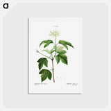 アートポストカード-Guelder-rose (Viburnum opulus) - ピエール ジョゼフ ルドゥーテ Postcard.