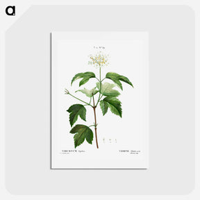 アートポストカード-Guelder-rose (Viburnum opulus) - ピエール ジョゼフ ルドゥーテ Postcard.