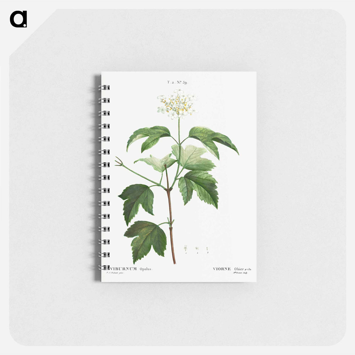 Guelder-rose (Viburnum opulus) - ピエール ジョゼフ ルドゥーテ Memo.