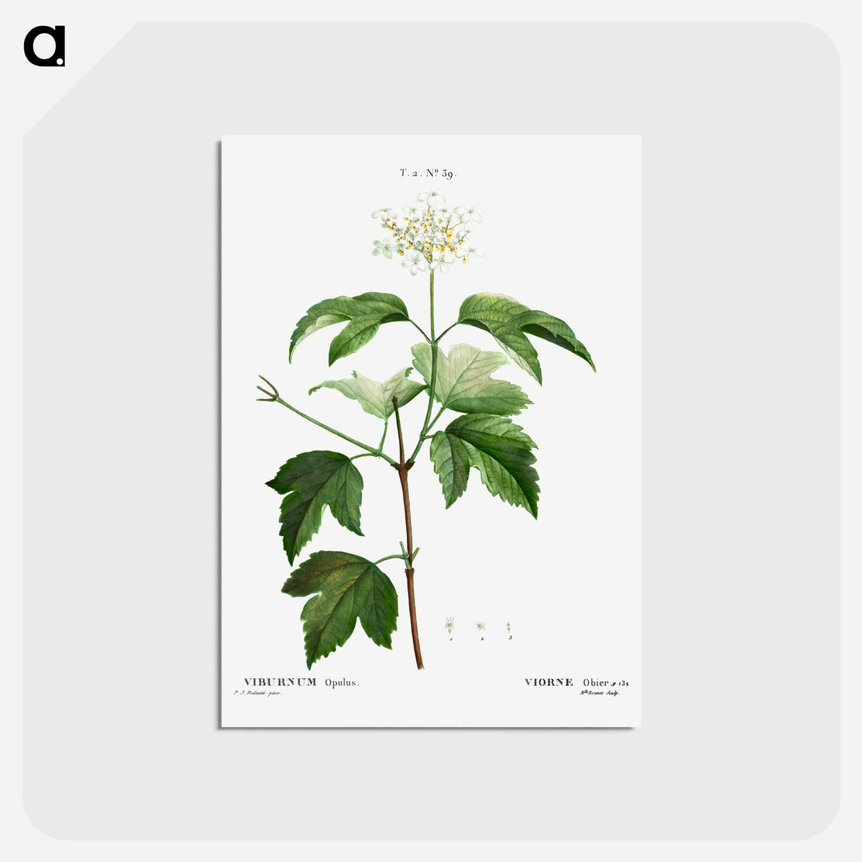 アートポストカード-Guelder-rose (Viburnum opulus) - ピエール ジョゼフ ルドゥーテ Postcard.