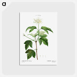 アートポストカード-Guelder-rose (Viburnum opulus) - ピエール ジョゼフ ルドゥーテ Postcard.