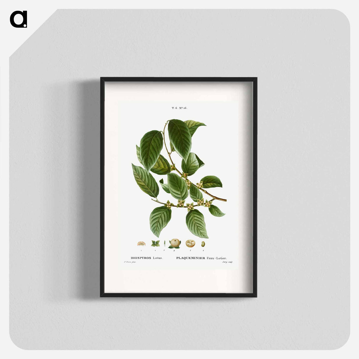 Date plum - Pierre Joseph Redouté Poster.