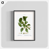 Date plum - Pierre Joseph Redouté Poster.
