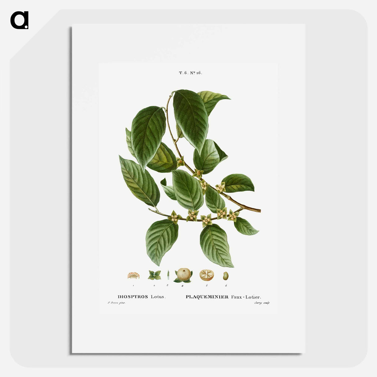 Date plum - Pierre Joseph Redouté Poster.