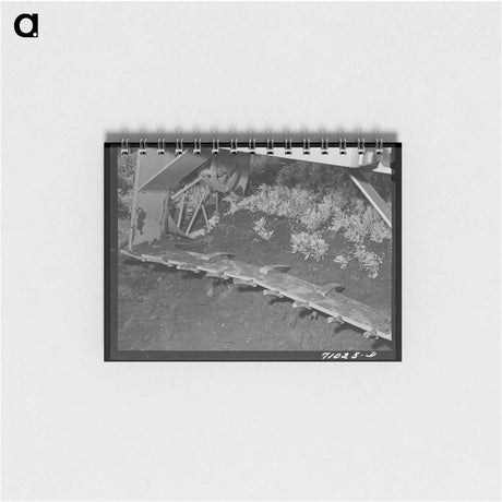 アートメモ帳-Salmon Salting Machine
 - ラッセル リー Memo.