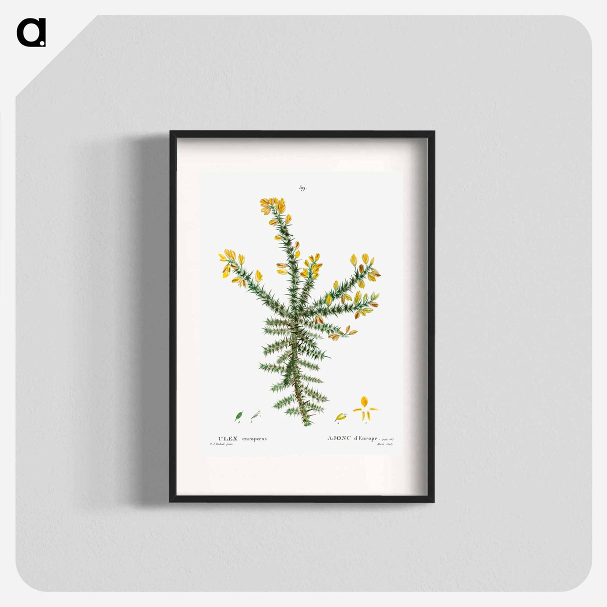 Gorse - Pierre Joseph Redouté Poster.