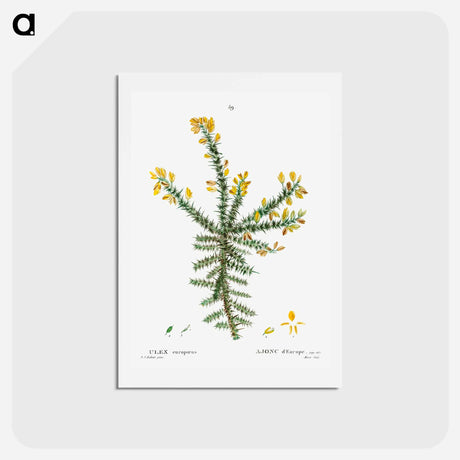 アートポストカード-Gorse - ピエール ジョゼフ ルドゥーテ Postcard.