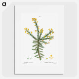 Gorse - Pierre Joseph Redouté Poster.