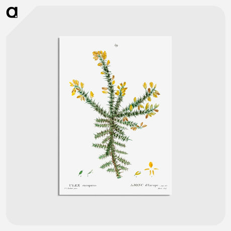 アートポストカード-Gorse - ピエール ジョゼフ ルドゥーテ Postcard.