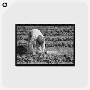 アートポストカード-Strawberry Picker
 - ラッセル リー Postcard.