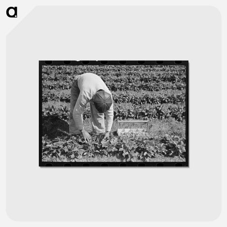 アートポストカード-Strawberry Picker
 - ラッセル リー Postcard.