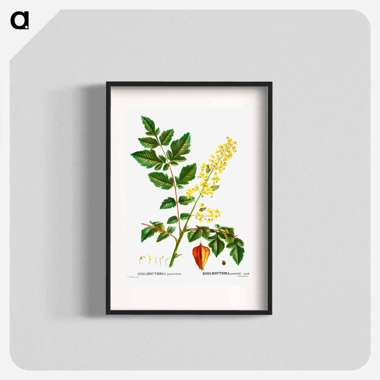 Koelreuteria paniculata - Pierre Joseph Redouté Poster.