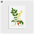 アートポストカード-Koelreuteria paniculata - ピエール ジョゼフ ルドゥーテ Postcard.