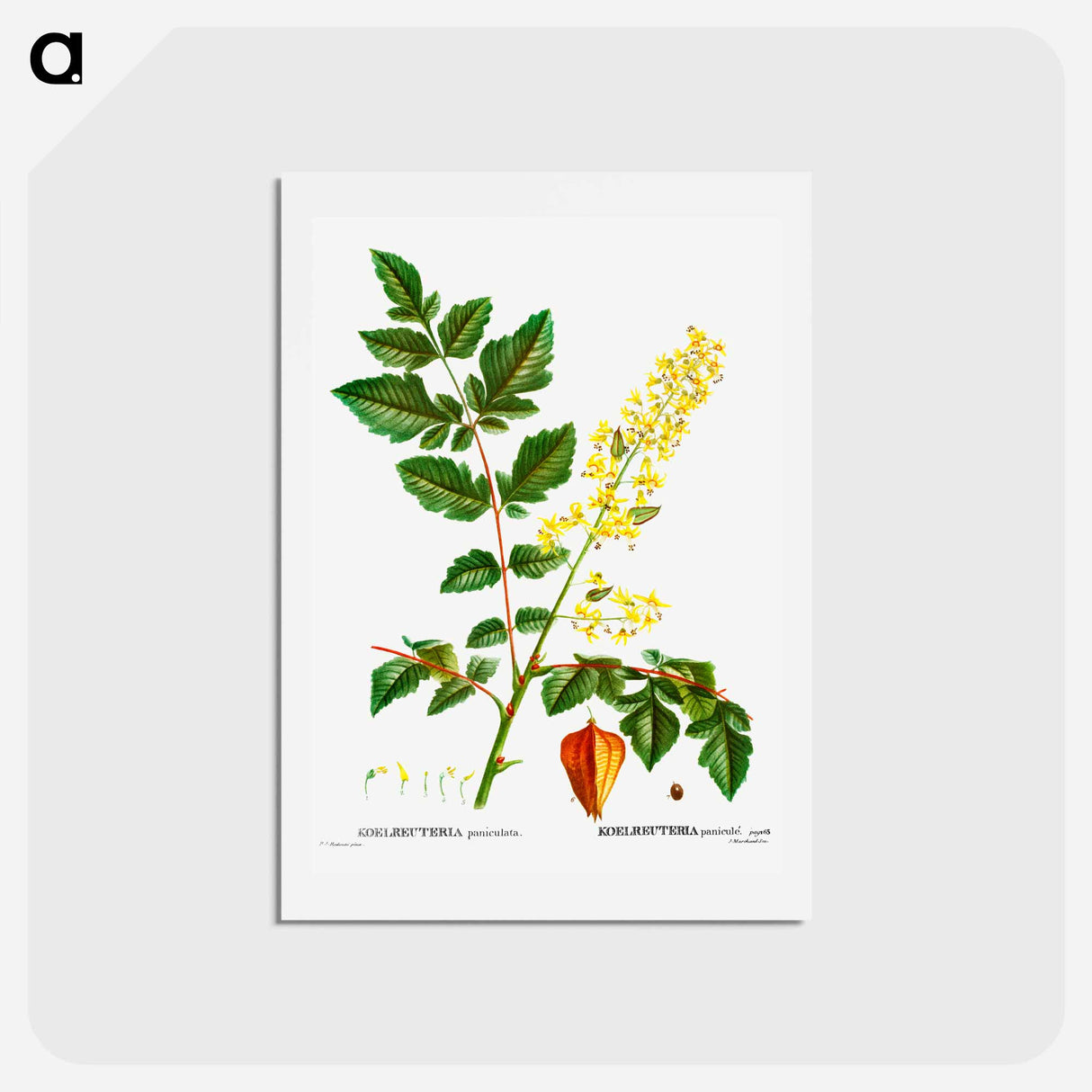 アートポストカード-Koelreuteria paniculata - ピエール ジョゼフ ルドゥーテ Postcard.