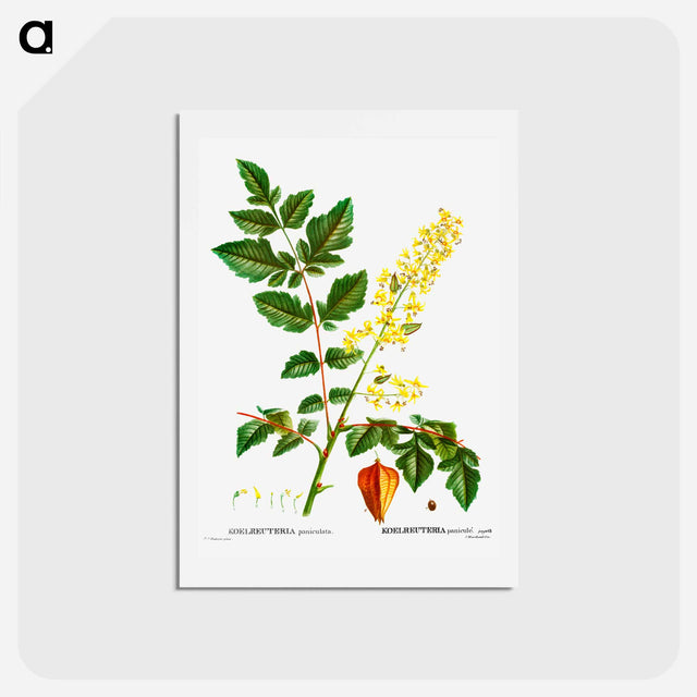 アートポストカード-Koelreuteria paniculata - ピエール ジョゼフ ルドゥーテ Postcard.