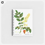 Koelreuteria paniculata - ピエール ジョゼフ ルドゥーテ Memo.