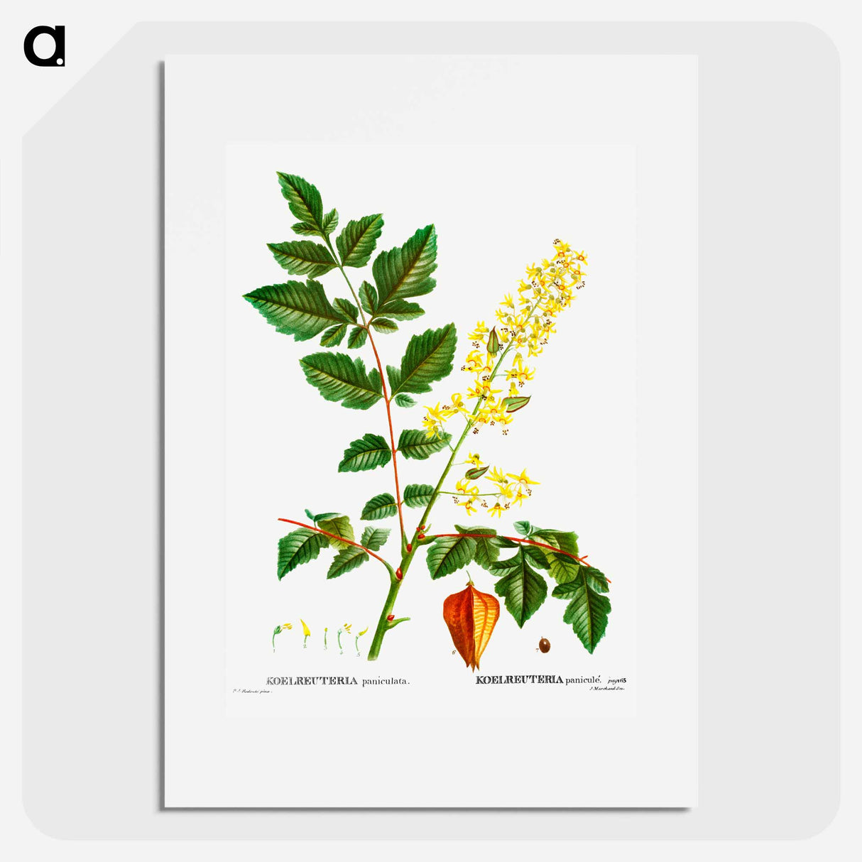 Koelreuteria paniculata - Pierre Joseph Redouté Poster.