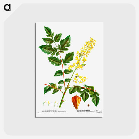 アートポストカード-Koelreuteria paniculata - ピエール ジョゼフ ルドゥーテ Postcard.