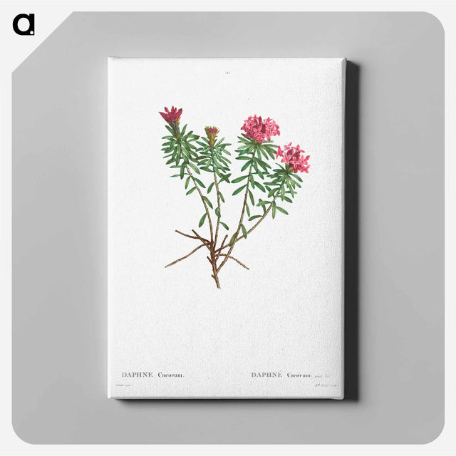 アートパネル-Garland Flower (Daphne cneorum) - ピエール ジョゼフ ルドゥーテ Canvas.