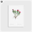 アートポストカード-Garland Flower (Daphne cneorum) - ピエール ジョゼフ ルドゥーテ Postcard.