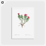 アートポストカード-Garland Flower (Daphne cneorum) - ピエール ジョゼフ ルドゥーテ Postcard.