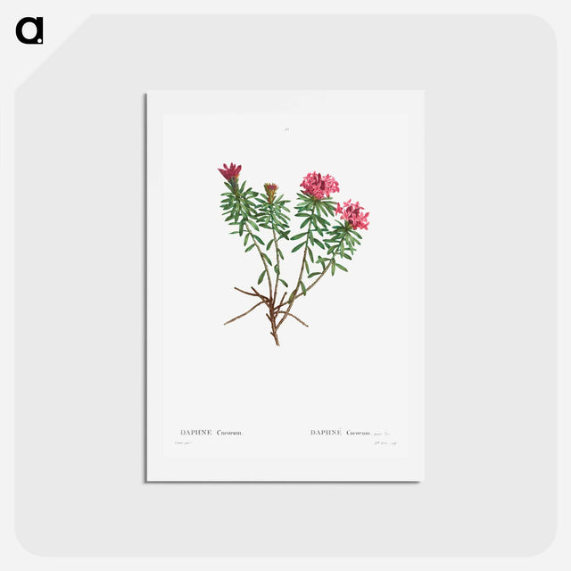 アートポストカード-Garland Flower (Daphne cneorum) - ピエール ジョゼフ ルドゥーテ Postcard.