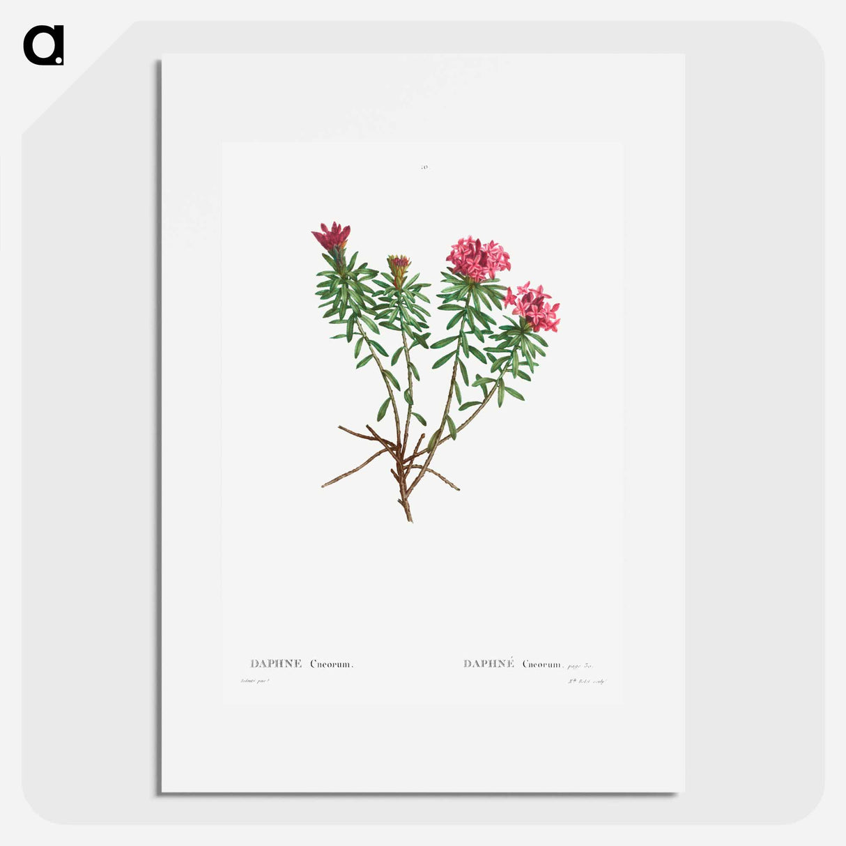 Garland Flower (Daphne cneorum) - Pierre Joseph Redouté Poster.