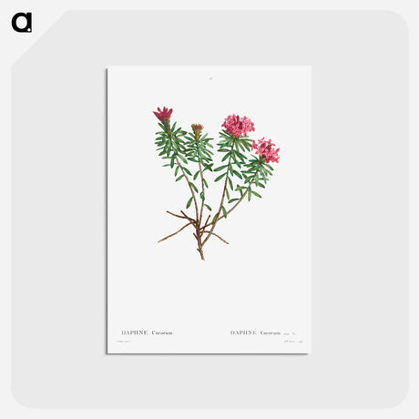 アートポストカード-Garland Flower (Daphne cneorum) - ピエール ジョゼフ ルドゥーテ Postcard.