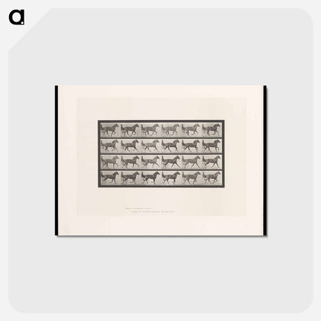 アートポストカード-The Sulky Driver
 - エドワード マイブリッジ Postcard.