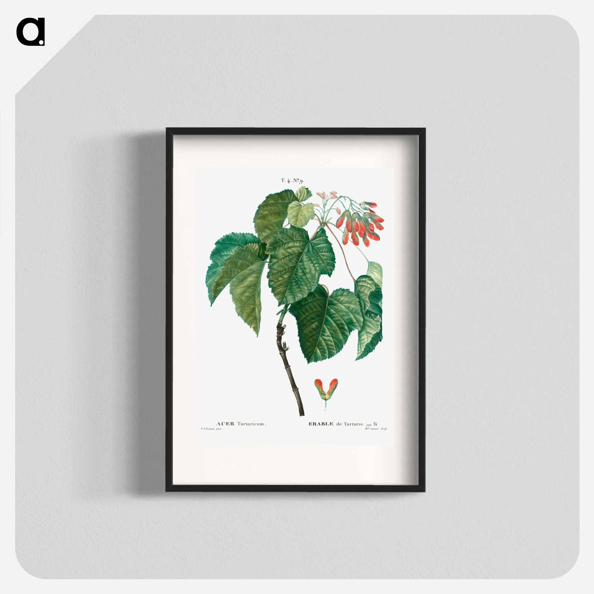 Tatar maple - Pierre Joseph Redouté Poster.