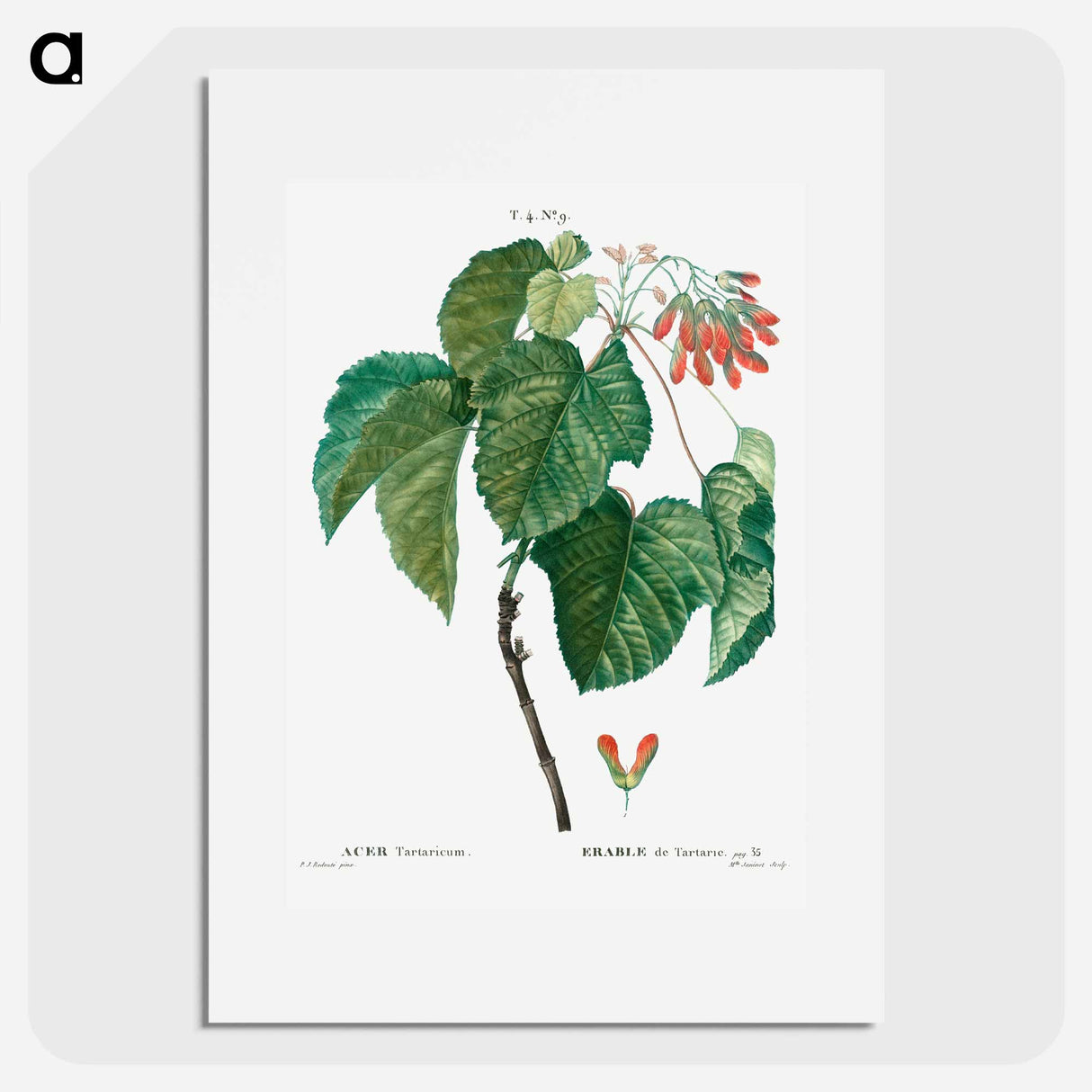 Tatar maple - Pierre Joseph Redouté Poster.