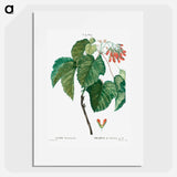 Tatar maple - Pierre Joseph Redouté Poster.