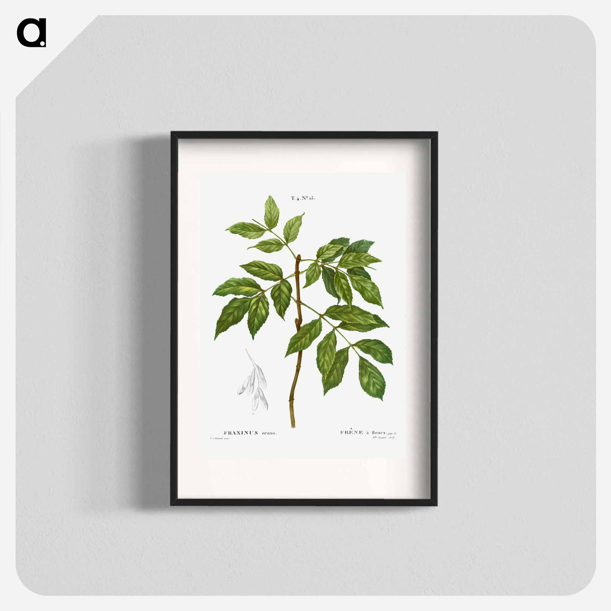 Manna ash, Fraxinus ornus - Pierre-Joseph Redouté Poster.