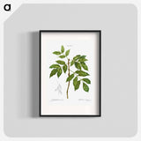 Manna ash, Fraxinus ornus - Pierre-Joseph Redouté Poster.