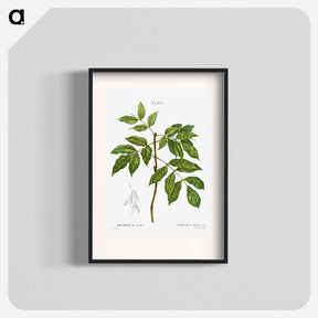 アートポスター-Manna ash, Fraxinus ornus - ピエール ジョゼフ ルドゥーテ Poster.