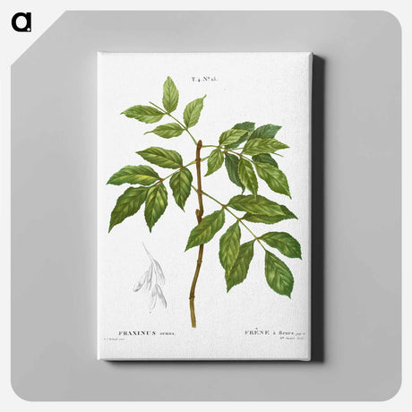 アートパネル-Manna ash, Fraxinus ornus - ピエール ジョゼフ ルドゥーテ Canvas.