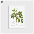 アートポストカード-Manna ash, Fraxinus ornus - ピエール ジョゼフ ルドゥーテ Postcard.