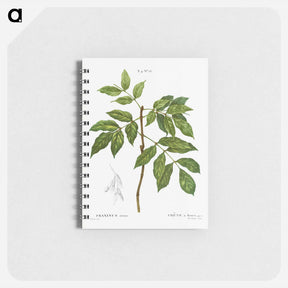 アートメモ帳-Manna ash, Fraxinus ornus - ピエール ジョゼフ ルドゥーテ Memo.
